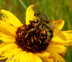 Promachus vertebratus