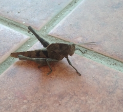 Xyleus discoideus