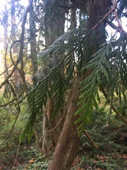Thuja plicata