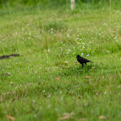 Molothrus oryzivorus