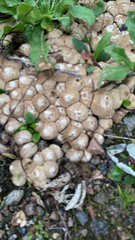 Apioperdon pyriforme