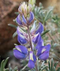 Lupinus