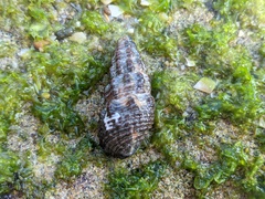 Batillaria australis