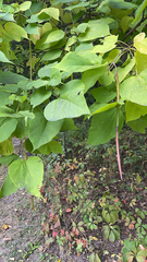 Catalpa