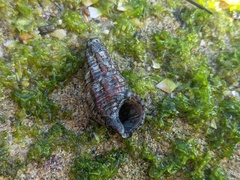 Batillaria australis