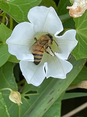 Apis mellifera
