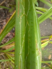 Ophiomyia kwansonis