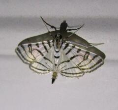 Conchylodes ovulalis