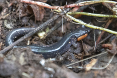 Plethodon jordani