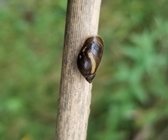 Succinea putris
