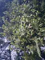 Loranthaceae