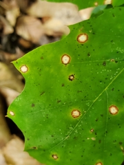 Acericecis ocellaris