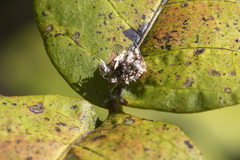 Gibellula
