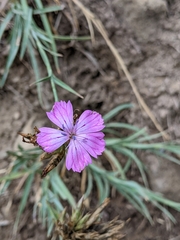 Dianthus balbisii