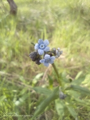 Cynoglossum australe