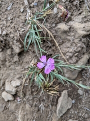 Dianthus balbisii