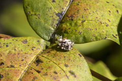 Gibellula