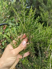 Erica arborea
