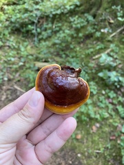 Ganoderma oregonense