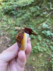 Ganoderma oregonense