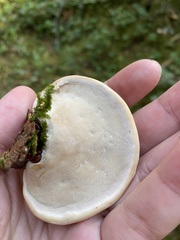 Ganoderma oregonense