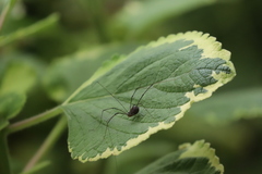Opiliones