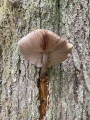 Pluteus