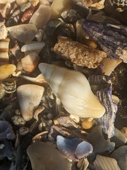 Nodopelagia brazieri