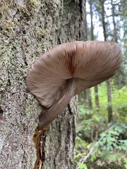 Pluteus