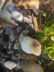 Nodopelagia brazieri