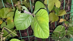 Vigna angularis nipponensis