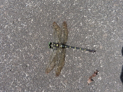 Anotogaster sieboldii