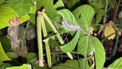 Vigna angularis nipponensis
