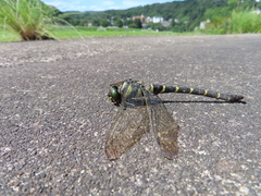 Anotogaster sieboldii