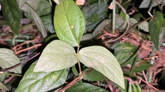 Vigna angularis nipponensis