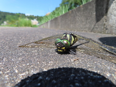 Anotogaster sieboldii