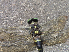 Anotogaster sieboldii