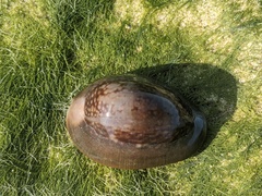 Monetaria caputserpentis