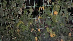 Vigna angularis nipponensis