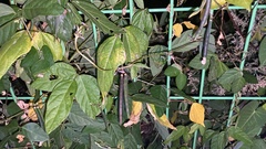 Vigna angularis nipponensis