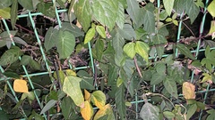 Vigna angularis nipponensis