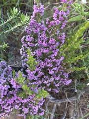 Erica mauritanica