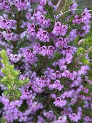 Erica mauritanica