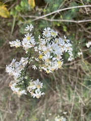 Symphyotrichum ericoides