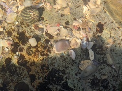 Purpuradusta gracilis