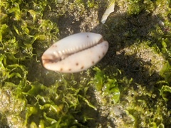 Purpuradusta gracilis