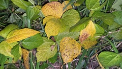 Vigna angularis nipponensis