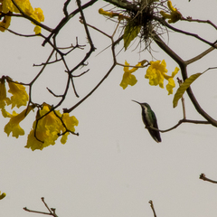 Anthracothorax nigricollis