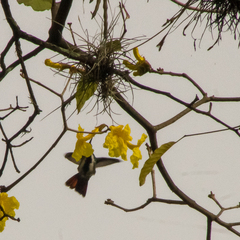 Anthracothorax nigricollis