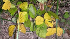 Vigna angularis nipponensis